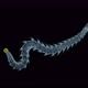 Polychaeta Worm Phalacrophorus Sp Under a Microscope Family Iospilidae - VideoHive Item for Sale