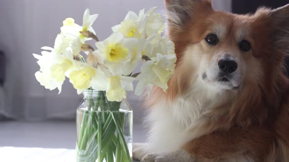 Corgi Dog Sitting Near The Vase Of Flowers 2