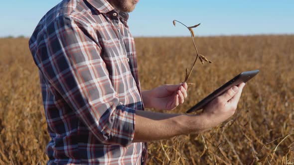 A Farmer in the Middle of a Soybean Field Examines the Stems of a Mature Plant and Looks at a Tablet