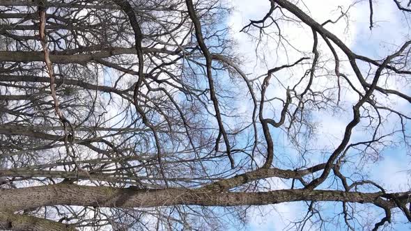 Vertical Video of the Forest with Trees Without Leaves