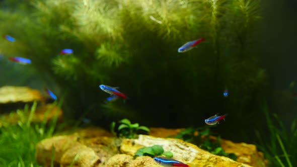 Fish Swim in the Aquarium. Fish and Marine Plants in the Home Aquarium. Colorful Aquarium Tank