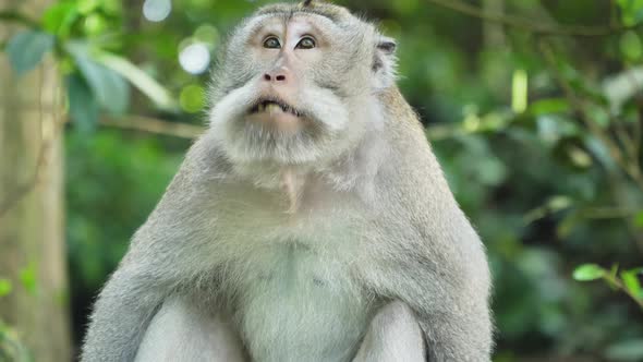 Monkeys in the Forest in Bali