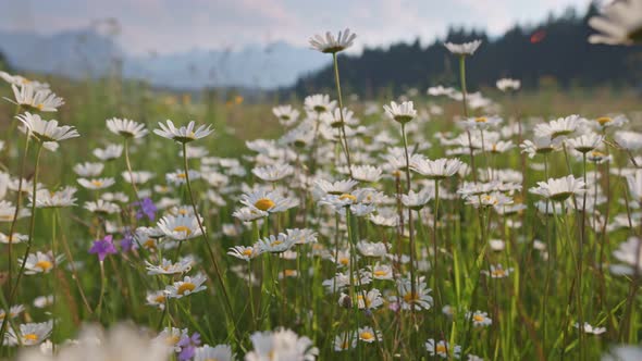 Alpine Meadow with White and Yellow Daisies Flowers