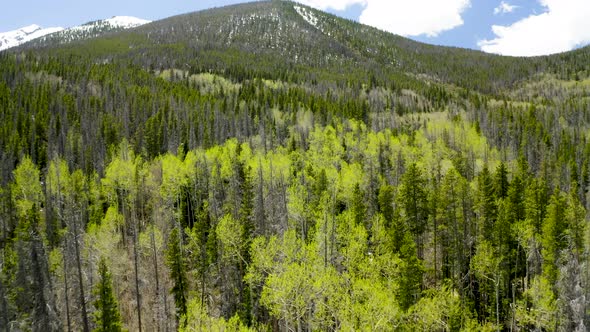 Closeup Aerial Flyover of Pine and Aspen Trees on a Mountain in Colorado (Frisco, Colorado)