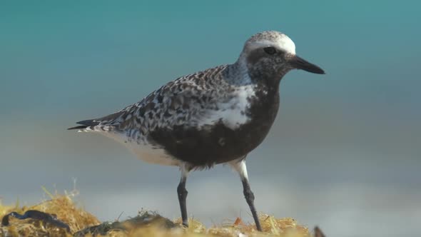 BlackBellied Plover Wild Sea Birdlooking for Food on Seaside in Summer