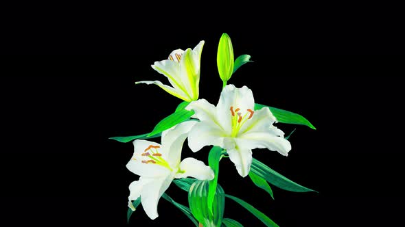 White lilies blossom, time-lapse with alpha channel