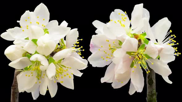 Almond Blossom Timelapse Isolated 6