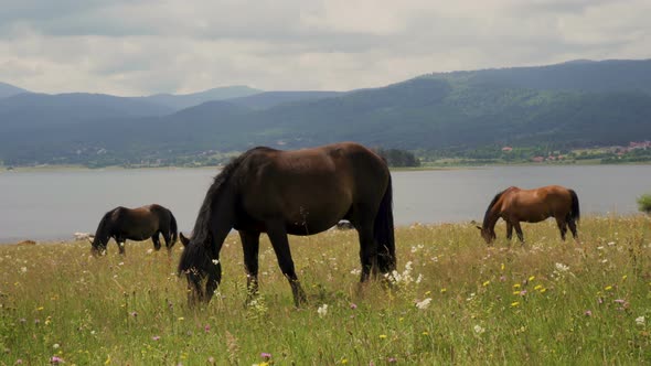 Wild Horses Graze and Eat Grass in The Meadow on Lake in Bulgaria