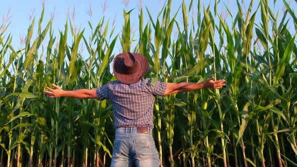 Happy Farmer Rejoices in Corn Harvest with Arms Outstretched