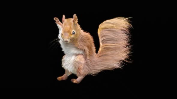 80 Squirrel Samba Dancing HD