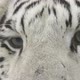 white bengal tiger head shot - VideoHive Item for Sale