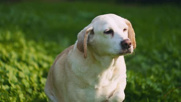 Adorable Beagle-Labrador mix dog looking around while sitting in a bucket