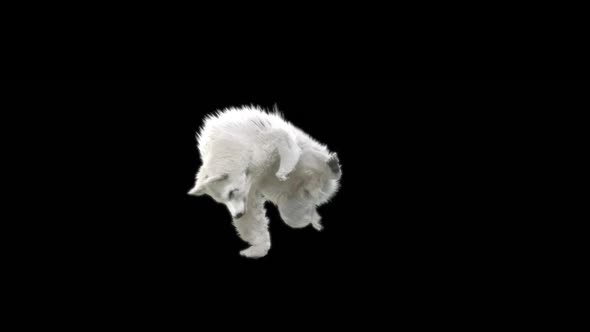 113 White Bear Dancing HD