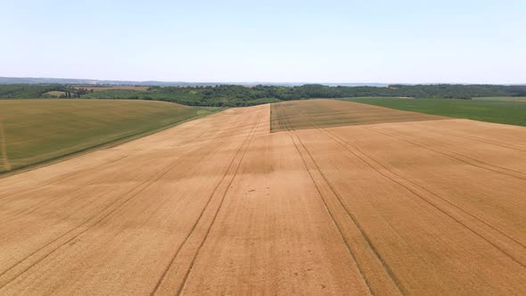 Wheat fields from above