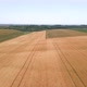 Wheat fields from above - VideoHive Item for Sale