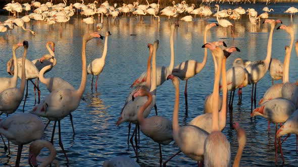 Greater Flamingos, Phoenicopterus roseus,Pont De Gau,Camargue, France
