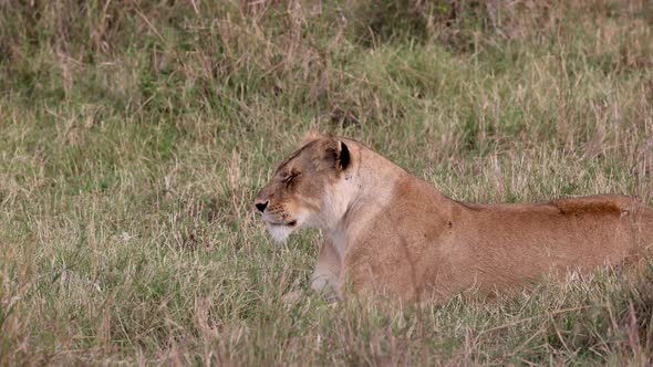 A Lioness Stalking Prey