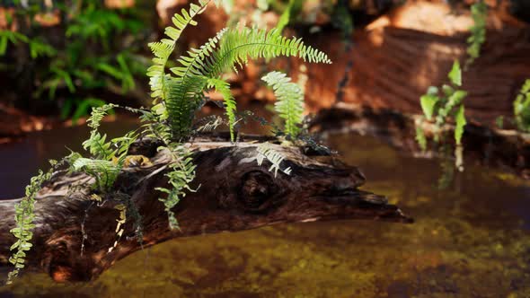 Tropical Golden Pond with Rocks and Green Plants