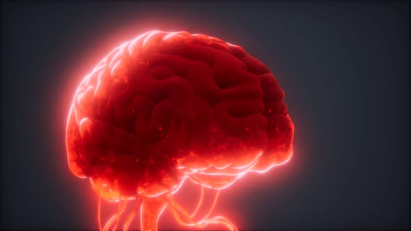 Animated Model of Human Brain alt