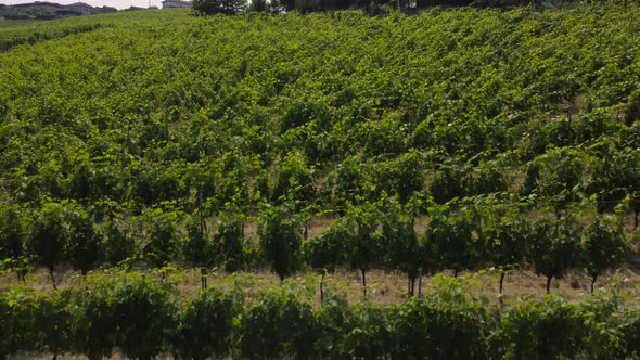 Barbaresco Vineyards Agriculture in Piedmont