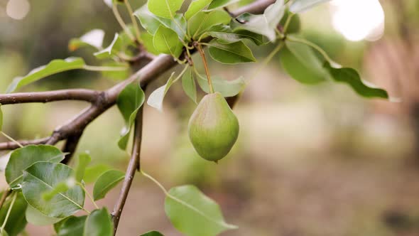 Environmentally friendly pear. Green pear on the tree.