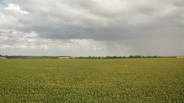 Sunflower Field at Sunrise