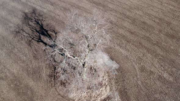 Single Tree in the Field, Aerial View