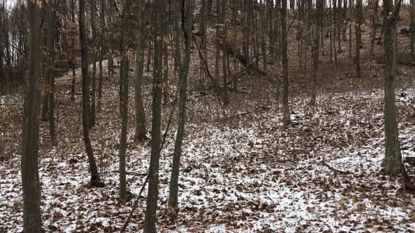 Walking through forest, Winter season