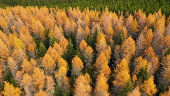 Aerial view of autumn colored larch and pine tree forest.