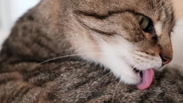 Beautiful tabby cat licks her hair