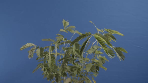 Time-lapse close up of a sensitive plant (Mimosa Pudica) recovering from being jostled. Shot on a bl