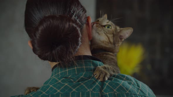 Cute Shorthair Cat Rubbing Against Owners Face