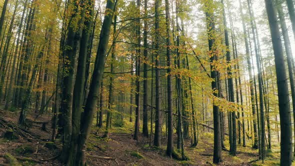 Forest Beautiful Morning Sun Rays Magical Autumn Story