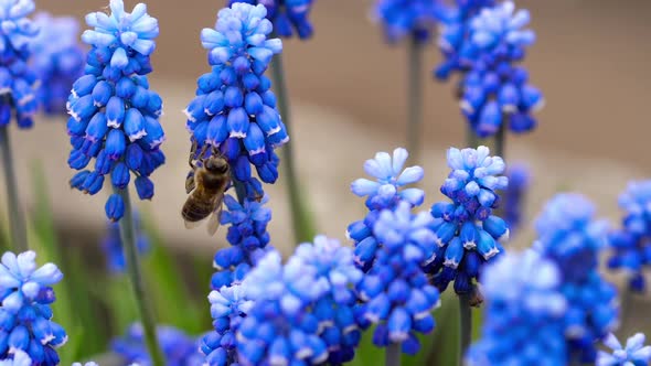 Bee Flying Near Muscari Flower