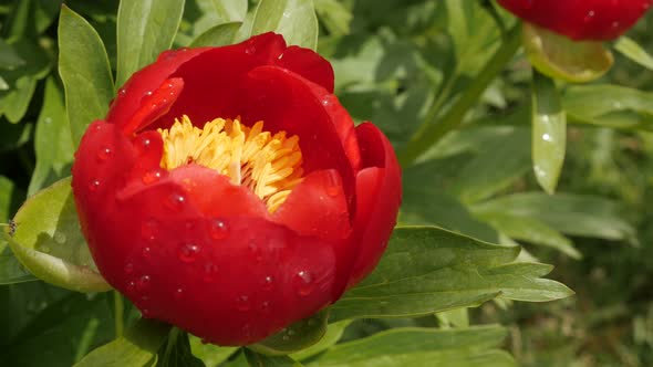 Beautiful  Paeonia peregrina  flower shallow DOF 4K 2160p 30fps UltraHD footage - Opening of red Pae