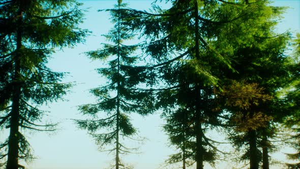 Green Cone Trees in Bright Sun Light