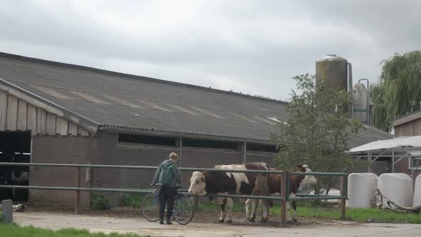 Wide shot of a woman stopping near a fence to pet a cow at a farm during a bike ride