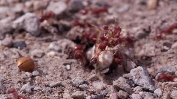 Dozen fire ants swarming a grasshopper