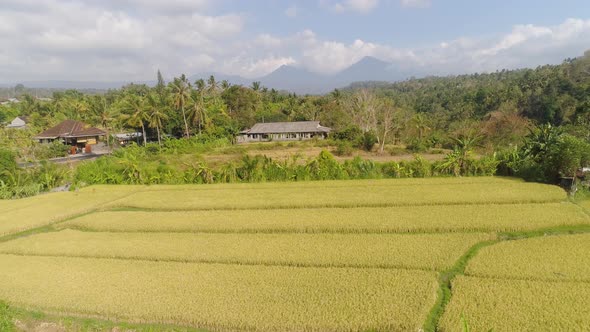 Rice Fields with Agricultural Land in Indonesia