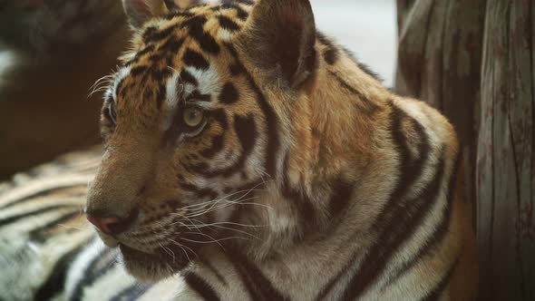 bengal tiger resting