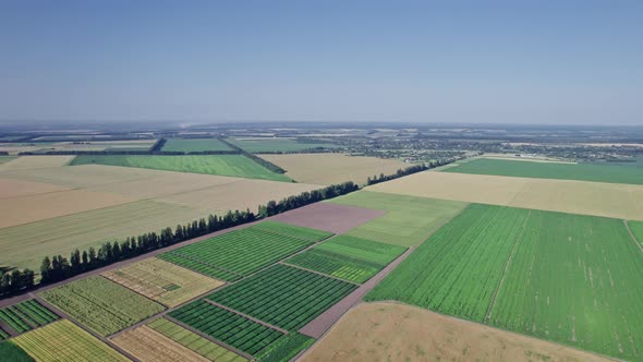 Agriculture Food Production Plantation From Up Above