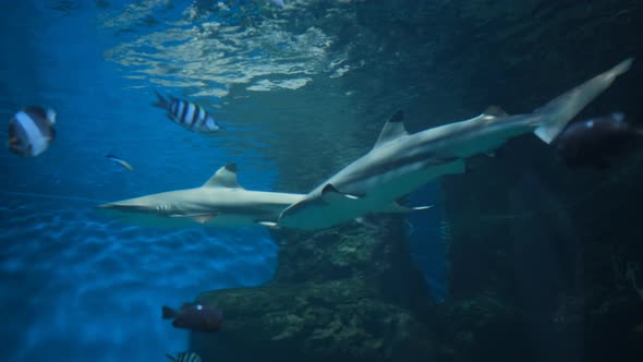 Reef Sharks Swimming Among a School of Fish