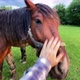 Male hand stroke face of brown chewing horse. Man touching horse head. Horse wagging its head - VideoHive Item for Sale