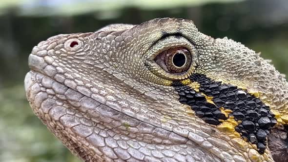 Extreme close up shot capturing the details of a wild australian water dragon, intellagama lesueurii