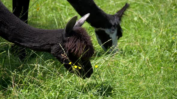 Close up showing black alpacas eating grass and grazing on green agricultural field in sun.Alpacas s