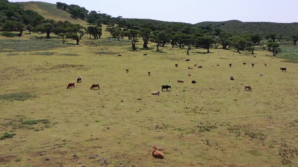 Aerial View Herd of Cows in Serene Landscape of Madeira Island Grazing in Meadow on Sunny Day, Drone