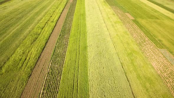 Aerial View of Green Agriculture Fields in Spring with Fresh Vegetation After Seeding Season