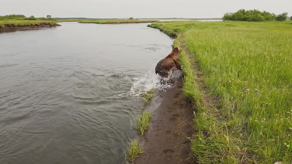 A Drone View of a Brown Bear Emerging From a River in Kamchatka