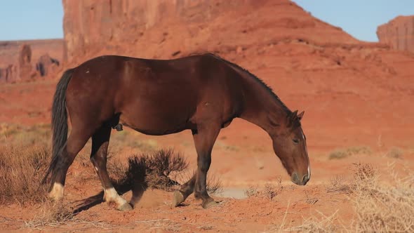 Slow Motion Wild Horse Grazing with Cinematic Red Monument Valley Landscape USA