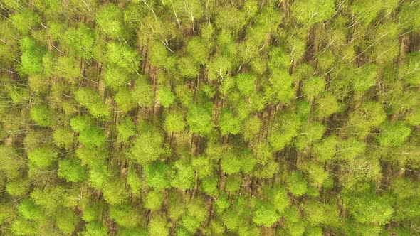 Early autumn in forest aerial top view. Mixed forest, green conifers, deciduous trees with yellow le